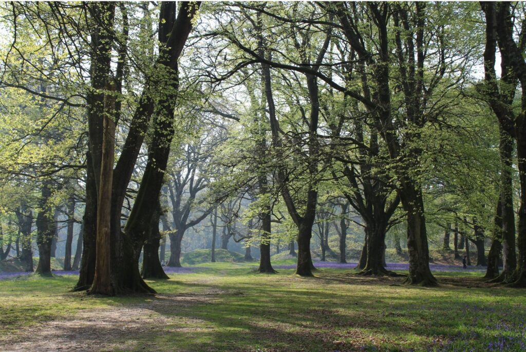 A beautiful wood with bluebells carpeting the floor. Nature at its finest.