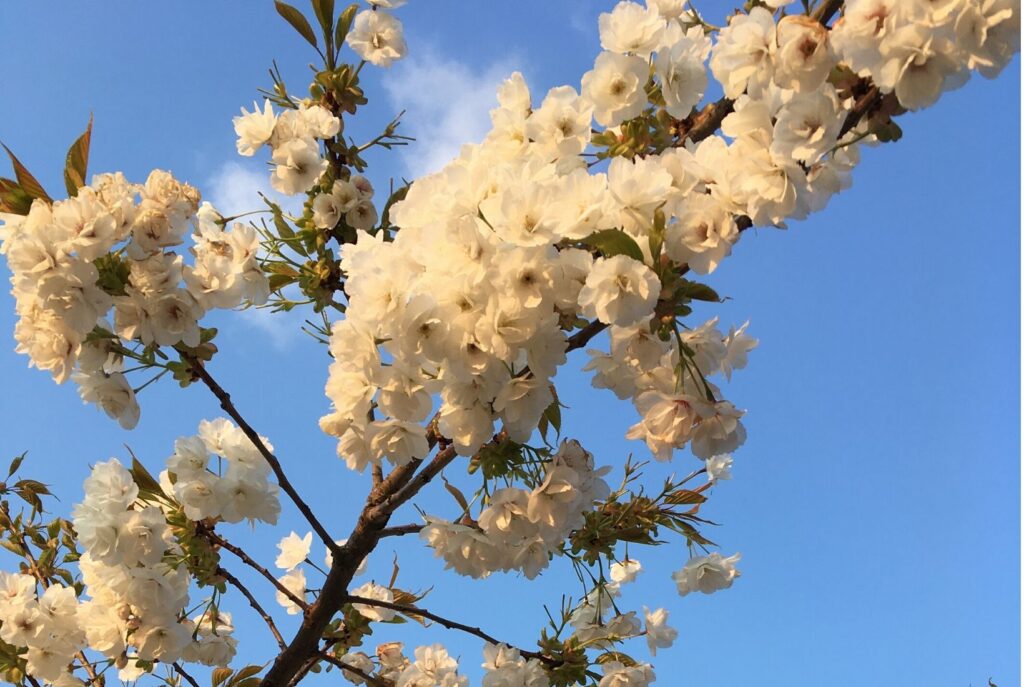 Blossom on a tree