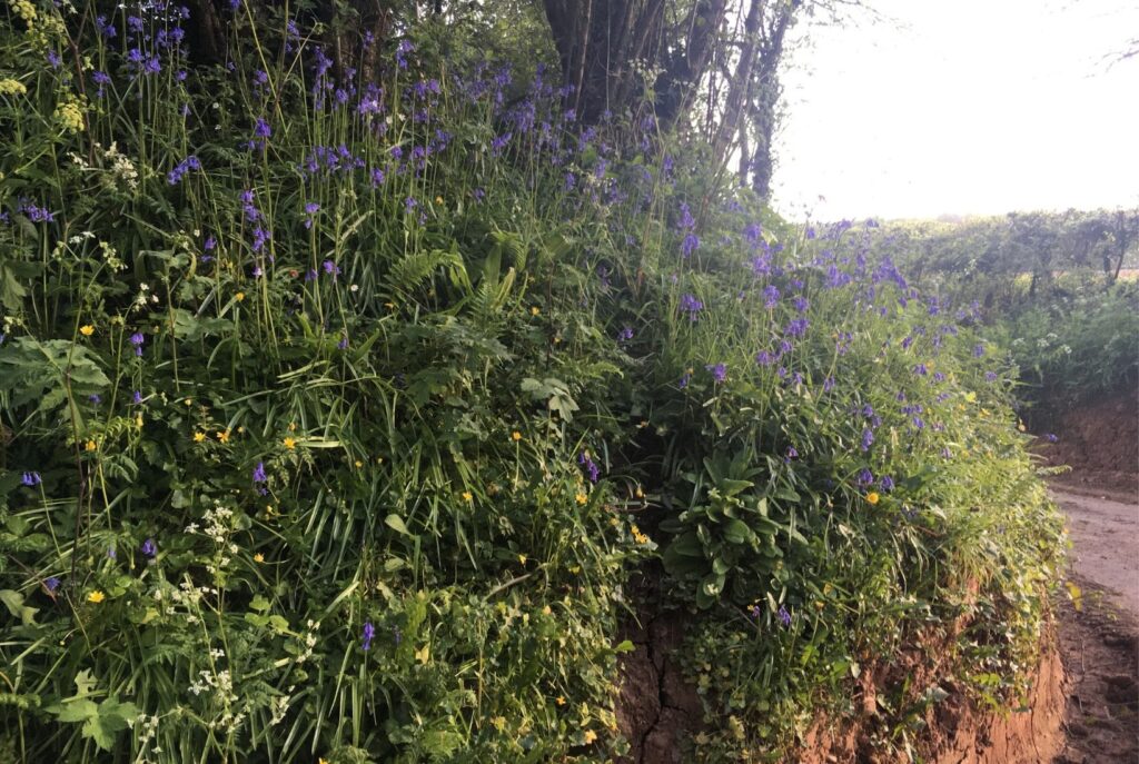 Bluebells on a bank