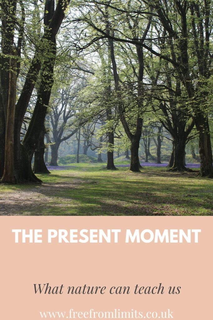 Finding peace in the present moment; lessons from nature.