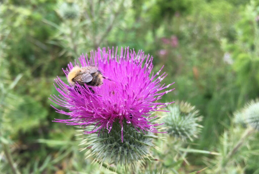 Bee on thistle. How a bee can teach us to overcome low self esteem