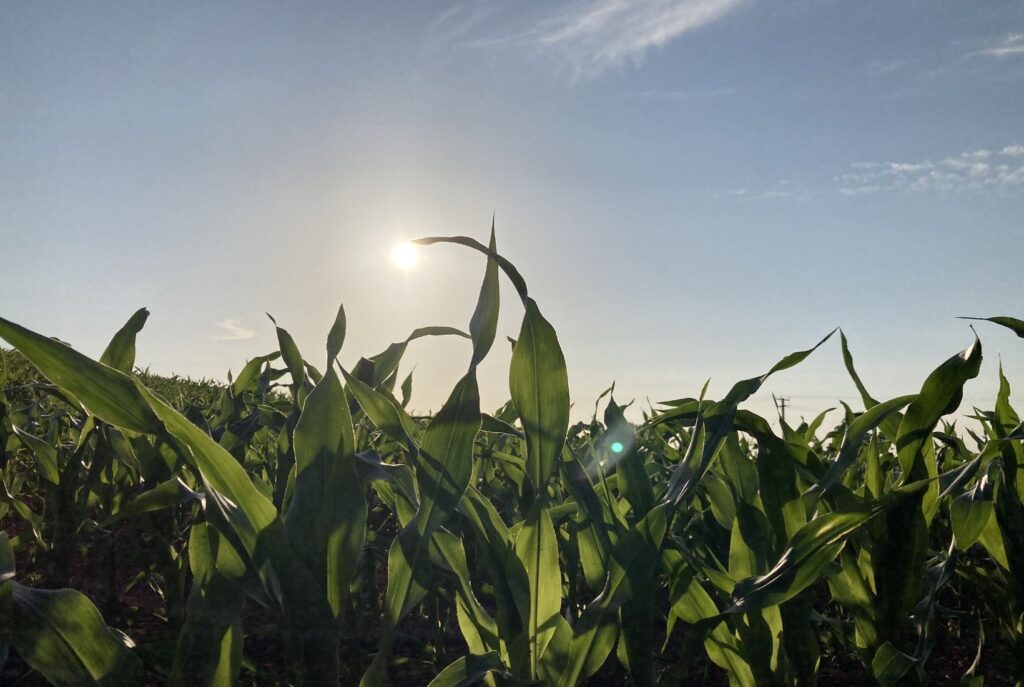 A field of corn with the sun setting above. Nature has much is can teach us, not least about how to solve the planets' problems.