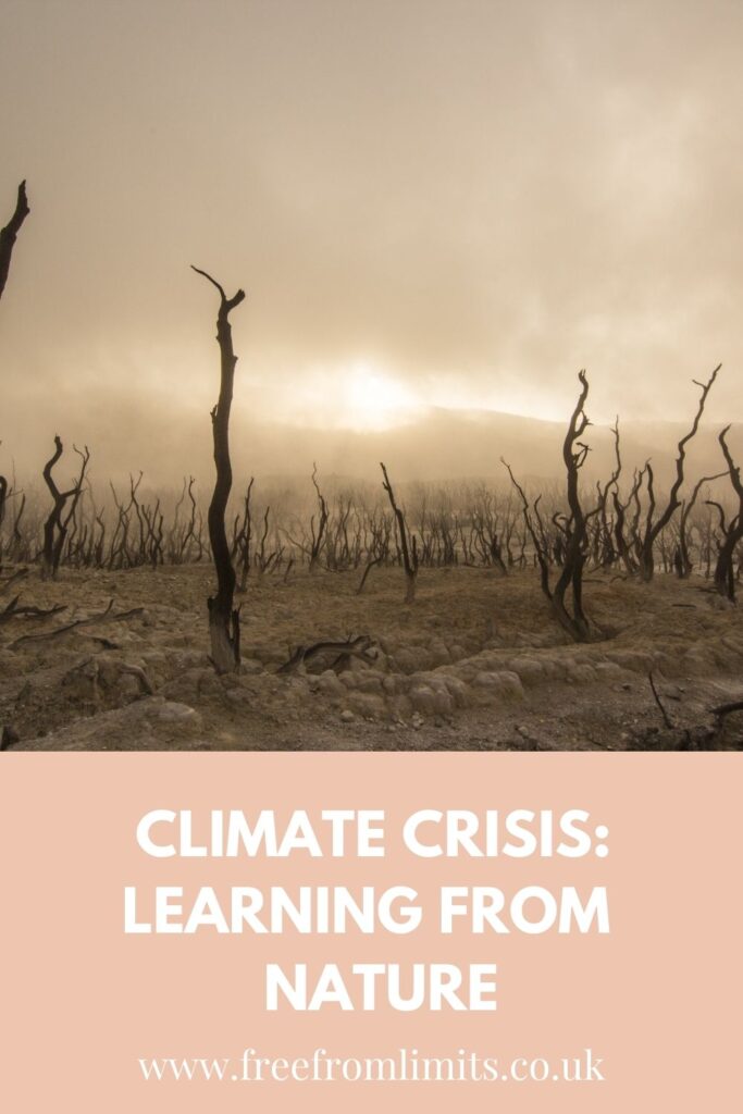 Learning from nature: what can we learn about ourselves when we turn to nature? Where do we find the solutions to our climate crisis from? #climate #climatechange #climatecrisis #environment #nature #freefromlimits