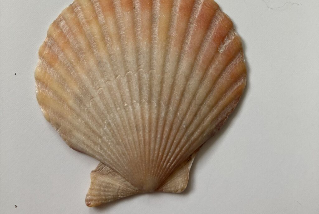 An 'imperfect' shell