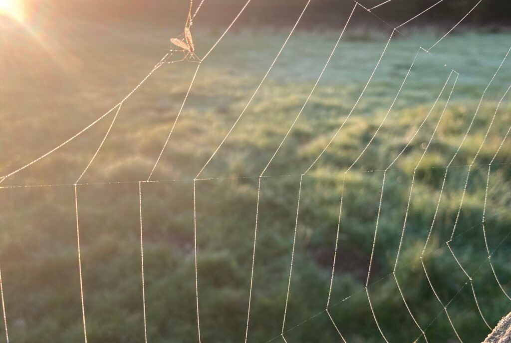 The spiders web of thought that can be so sticky it causes inactivity through self sabotage