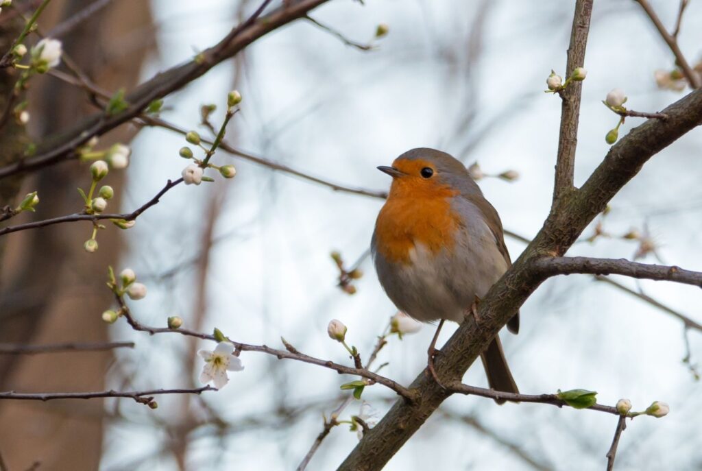 The robin represents presence.